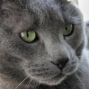 como evitar sobrepeso en los gatos british