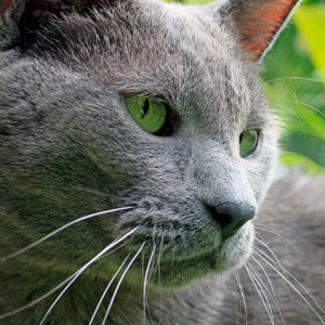 como evitar sobrepeso en los gatos