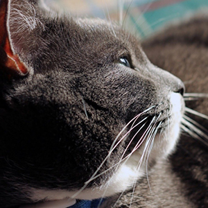 como evitar sobrepeso en los gatos cabeza de gato gordo gris y blanco