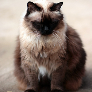 como evitar sobrepeso en los gatos