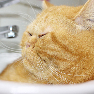 como evitar sobrepeso en los gatos