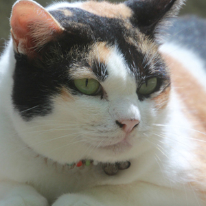 como evitar sobrepeso en los gatos