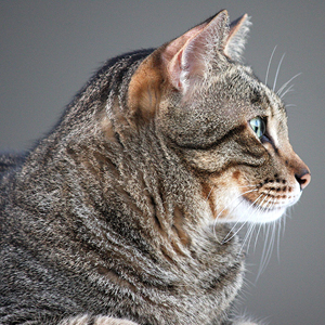 como evitar sobrepeso en los gatos