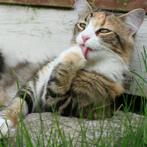 motivos por que los gatos se lamen: calmarse