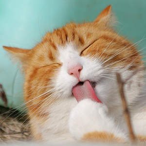 motivos por que los gatos se lamen: muestra de afecto hacia otros gatos