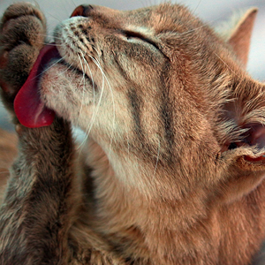 motivos por que los gatos se lamen: eliminar parasitos