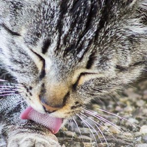 motivos por que los gatos se lamen: eliminar de su cuerpo otros olores