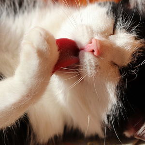 motivos por que los gatos se lamen: marcar territorio con su olor