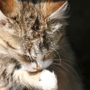 motivos por que los gatos se lamen: higiene