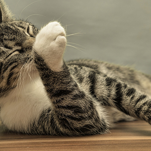 motivos por que los gatos se lamen: protegerse del frío