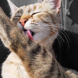 motivos por que los gatos se lamen: higiene