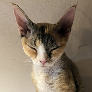 Devon Rex Tortoiseshell