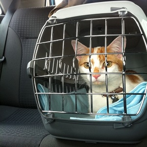 Viajar coche gato