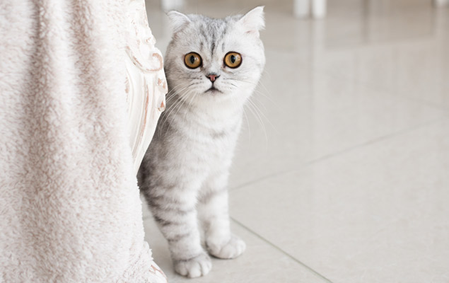 cachorro gato observando asustado