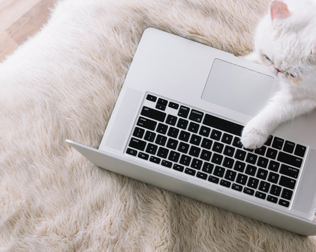 contacto-gato-portatil-625x500px