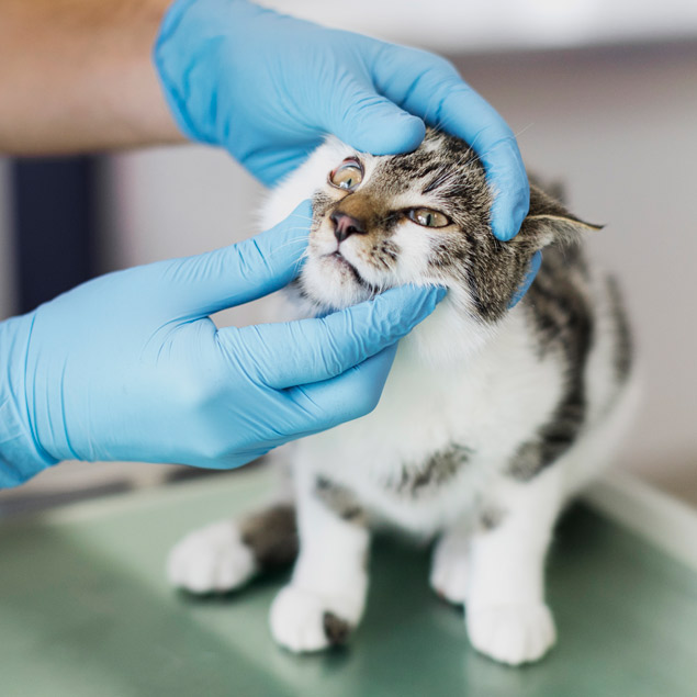cuidados veterinario gato