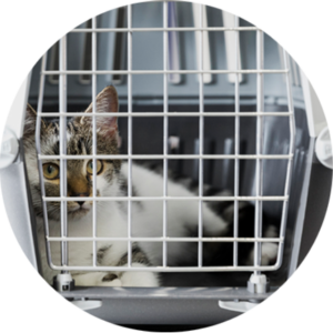 entrega gato adopción