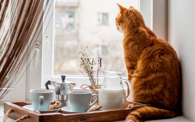 gato feliz mirando ventana