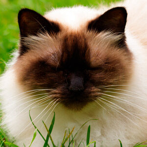Raza de gato pequeño Himalayo