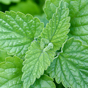 Nepeta cataria hierba gatos