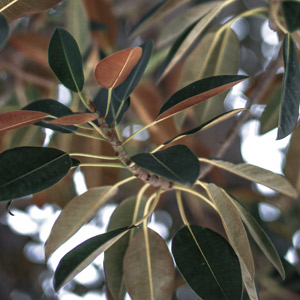 Planta de caucho no tóxica