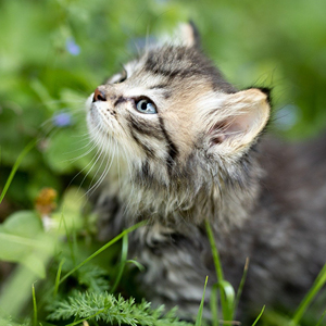 por que los gatos comen hierba cachorro