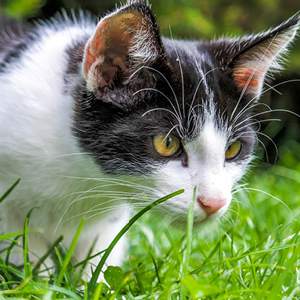 por que los gatos comen hierba gato en jardín