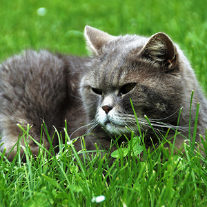 por que los gatos comen hierba imagen de gato tumbado en la hierba