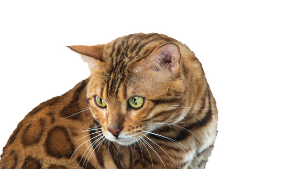 raza de gatos bengalí