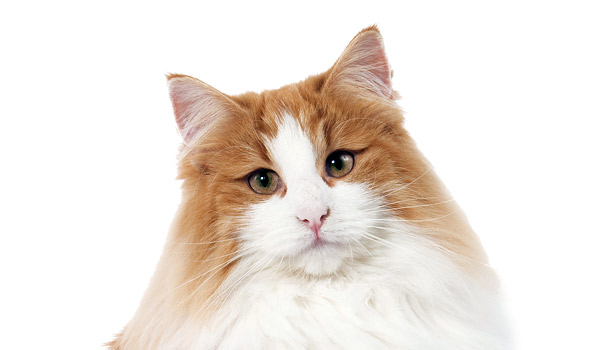 raza de gatos bosque noruega