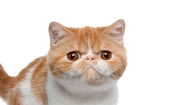 raza de gatos exótico pelo corto