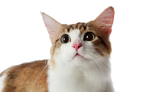 raza de gatos munchkin