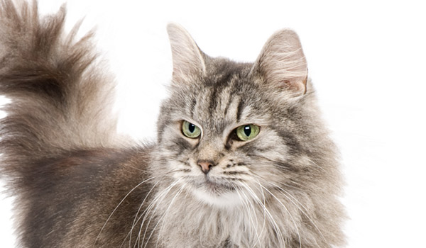 raza de gatos iberiano