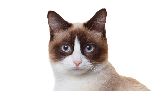 raza de gatos snowshoe