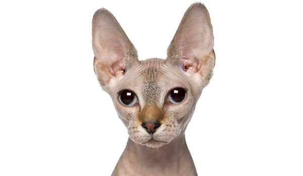 raza de gatos Sphynx gato sin pelo
