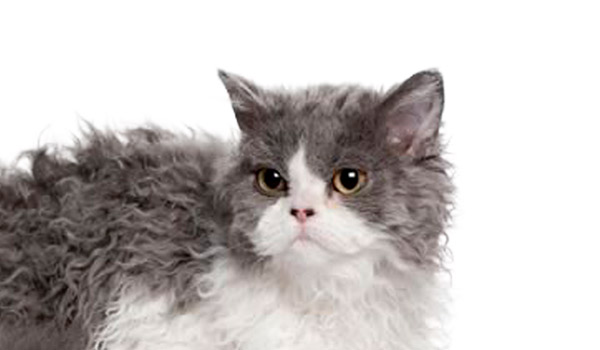 Selkirk rex