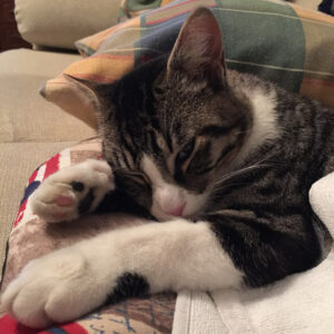 ronda-convaleciente Ronda convaleciente