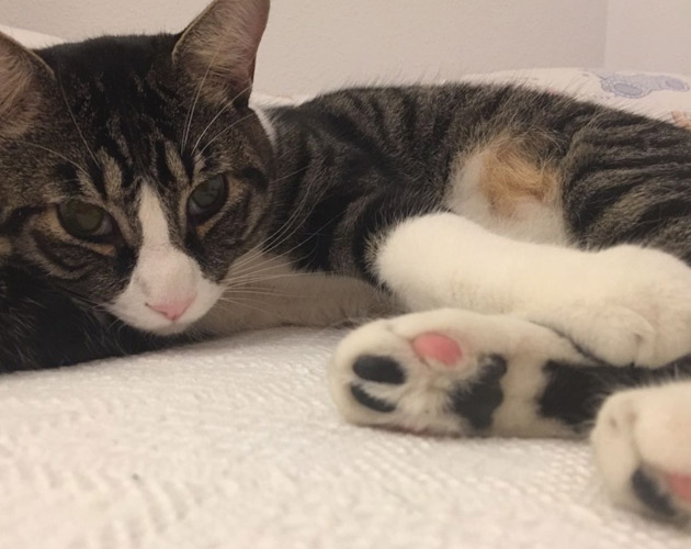 alojamiento casa cama