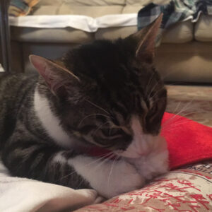 ronda navidades Ronda Navidad recién operado jugando gorro Papá Noel