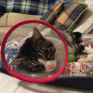 ronda-pantalla-veterinario Ronda con la pantalla del veterinario