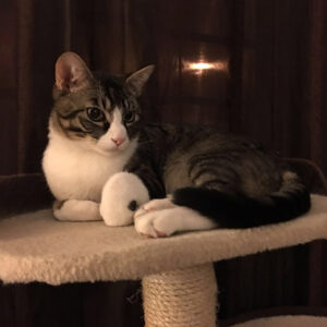 ronda-recuperado Ronda recuperado