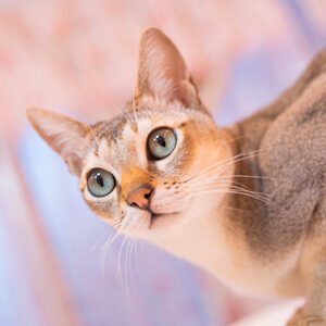 Raza gato pequeño singapura