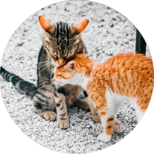 visita-adopción-gato