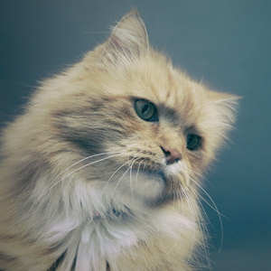 siete curiosidades del gato persa