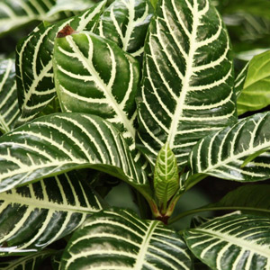 Planta Calathea no tóxica gatos