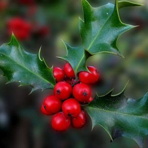 acebo muérdago plantas tóxicas