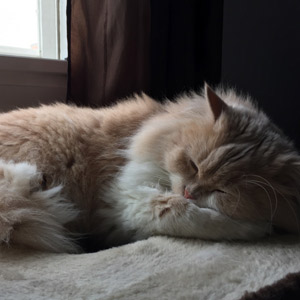 Aser durmiendo siesta