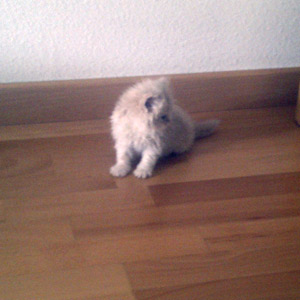 Cachorro de gato persa