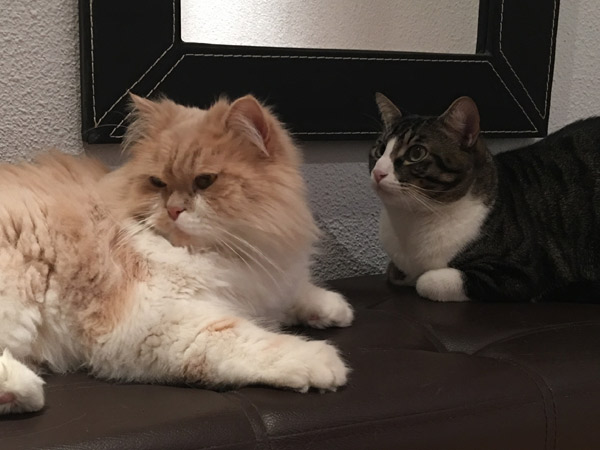 Aser y Ronda inseparables