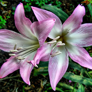 Plantas tóxicas Azucenas